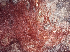 Gracilaria chilensis