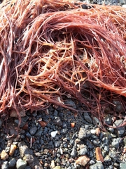 Gracilaria chilensis