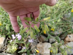 Onosma frutescens