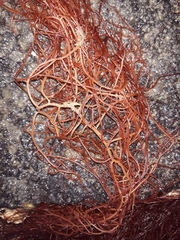 Gracilaria chilensis