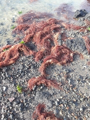 Gracilaria chilensis