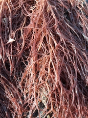 Gracilaria chilensis