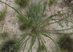 Lophiocarpus polystachyus