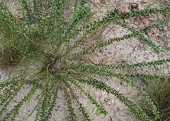 Lophiocarpus polystachyus