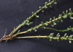 Lophiocarpus polystachyus