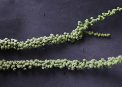 Lophiocarpus polystachyus