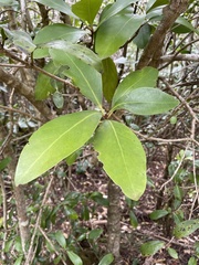 Corynocarpus laevigatus
