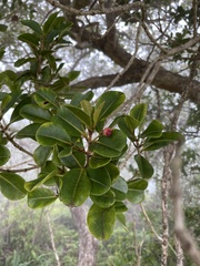 Syzygium sandwicense
