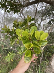 Syzygium sandwicense