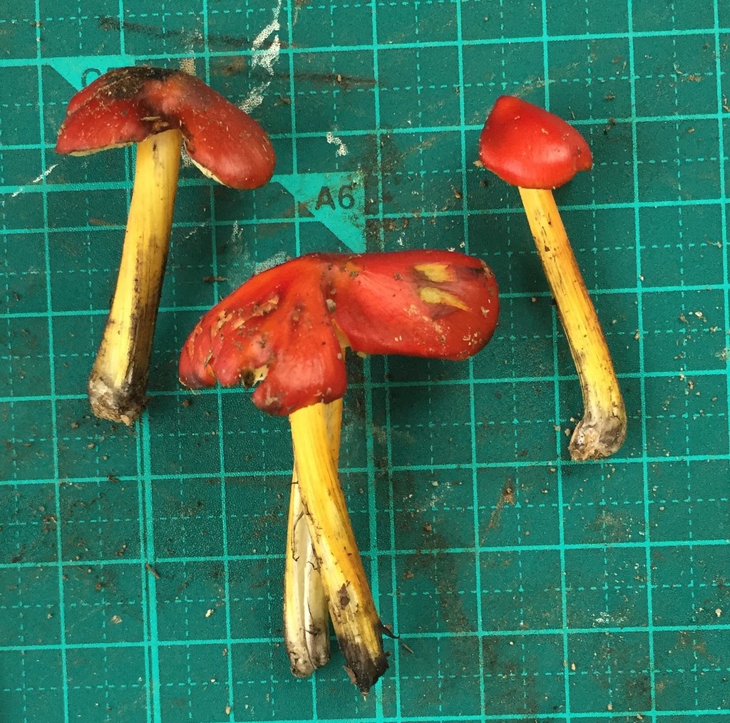 Hygrocybe conica · July 2016 · photo: © atsushi_nakajima_cirque (iNaturalist, cc-by)