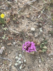 Castilleja exserta
