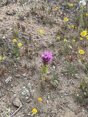 Castilleja exserta