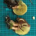 アミハナイグチ