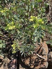 Senna gaudichaudii