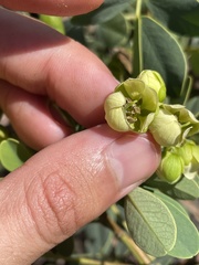 Senna gaudichaudii