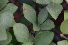 Pseudocercospora destructiva