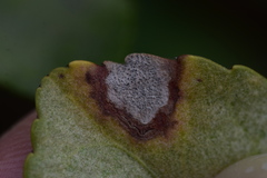 Pseudocercospora destructiva