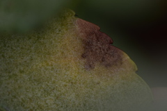 Pseudocercospora destructiva