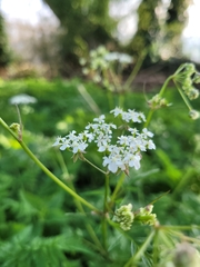 Anthriscus sylvestris