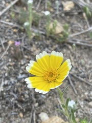 Layia platyglossa