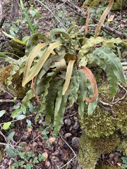 Elaphoglossum paleaceum