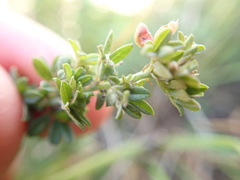 Indigofera poliotes