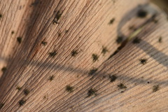 Bartheletia paradoxa