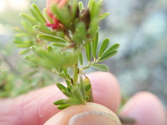 Indigofera poliotes