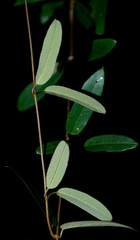 Cryptolepis sinensis