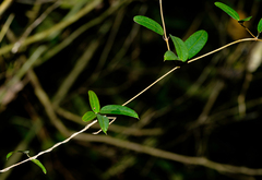 Cryptolepis sinensis