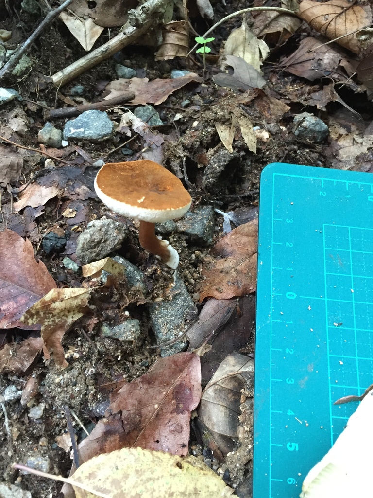 Gyroporus punctatus
