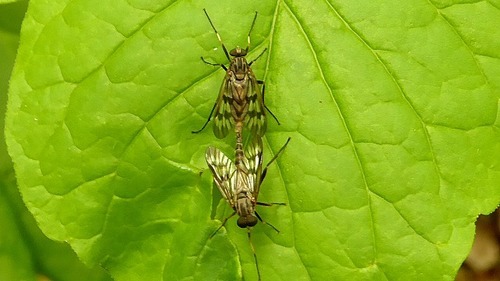 Common snipe fly