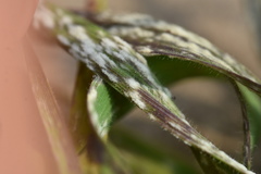 Blumeria graminis