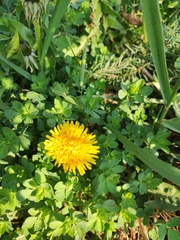 Taraxacum