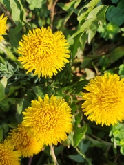 Taraxacum