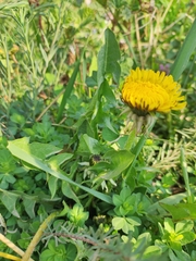 Taraxacum