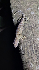 Gekko gecko
