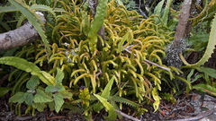 Phlegmariurus gnidioides