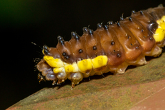 Gynautocera rubriscutellata