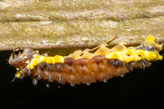 Gynautocera rubriscutellata