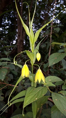 Gloriosa modesta
