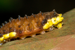 Gynautocera rubriscutellata