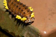 Gynautocera rubriscutellata