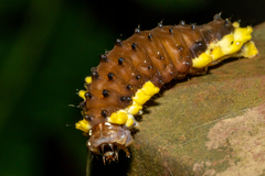 Gynautocera rubriscutellata