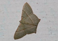 Neohipparchus vallata