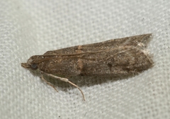 Acrobasis obliqua