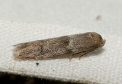 Blastobasis phycidella