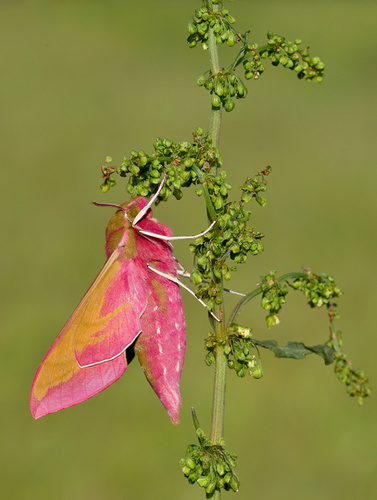 Elephant Hawkmoth, Tilburg, NL-NB, NL, photo 7 of 10