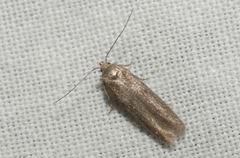 Blastobasis phycidella