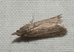 Acrobasis obliqua